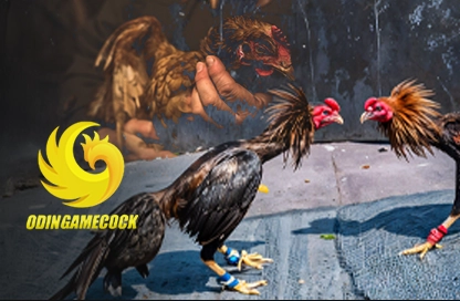 Odin Gamecock